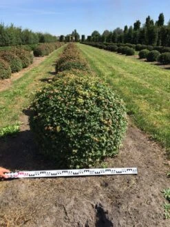 Spaanse Aak Als Bol (Acer Campestre) 9 Spaanse Aak Als Bol (Acer Campestre) -OL Planten Winkel acer campestre 100 cm breed bol drkl