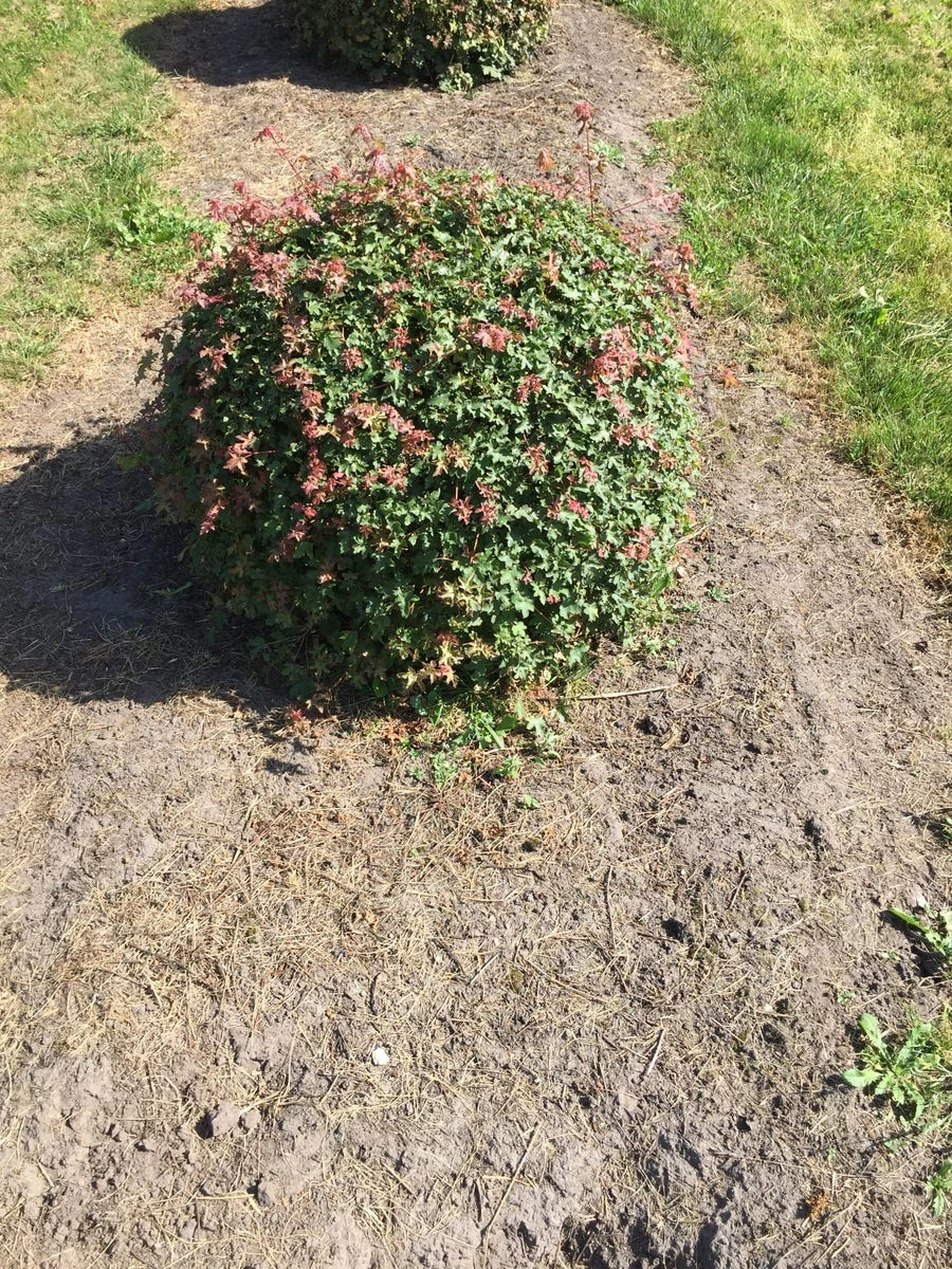 Spaanse Aak Als Bol (Acer Campestre) 3 Spaanse Aak Als Bol (Acer Campestre)