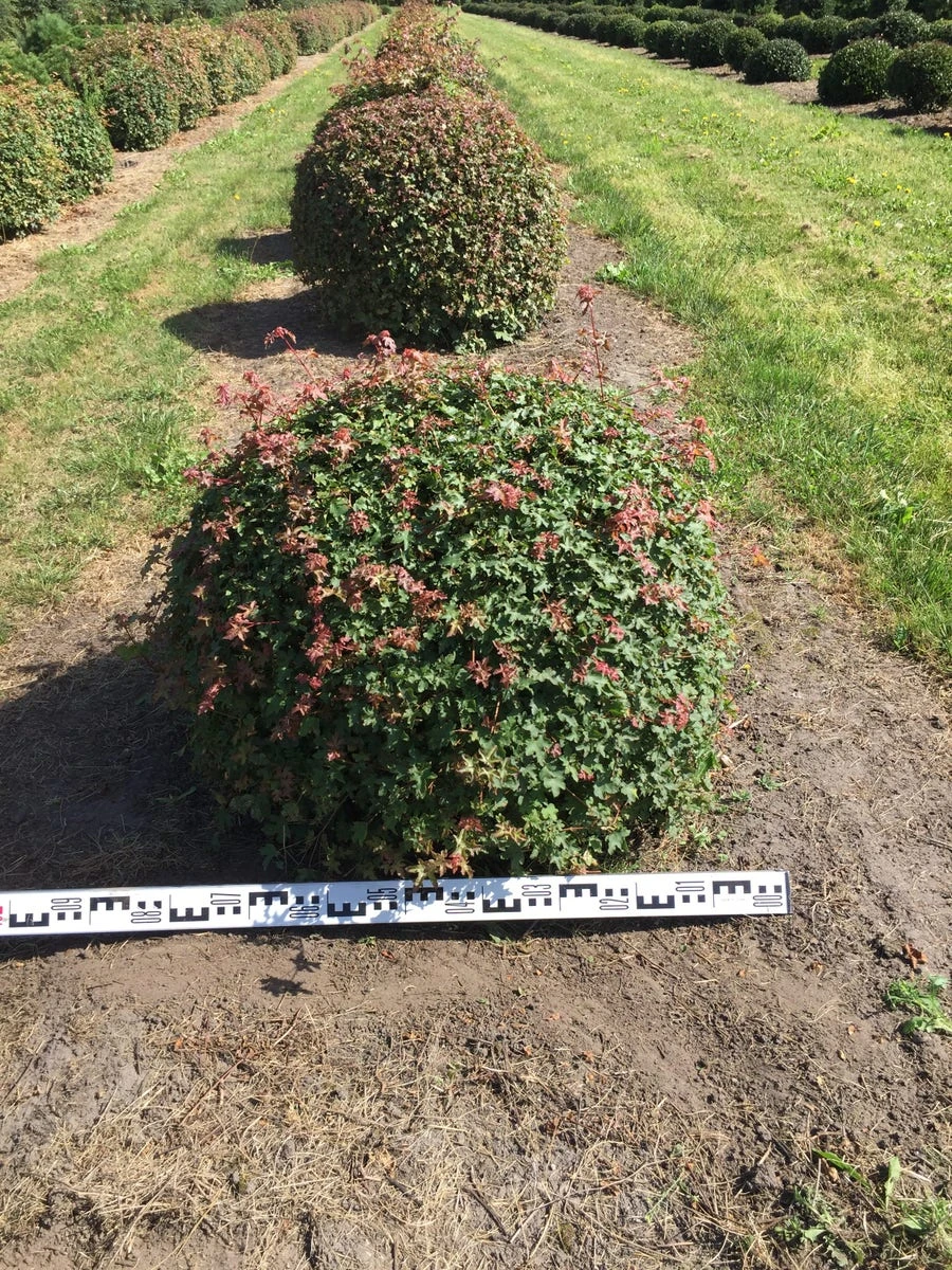 Spaanse Aak Als Bol (Acer Campestre) 4 Spaanse Aak Als Bol (Acer Campestre) - Afbeelding 2