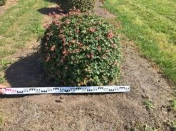 Spaanse Aak Als Bol (Acer Campestre) 8 Spaanse Aak Als Bol (Acer Campestre) -OL Planten Winkel acer campestre 90 cm breed bol drkl 1 1