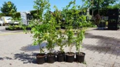 Veldesdoorn Als Haag (Acer Campestre) -OL Planten Winkel acer campestre haag 1