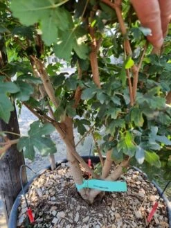 Meerstammige Veldesdoorn (Acer Campestre) -OL Planten Winkel acer campestre meerstammig 2 1 1