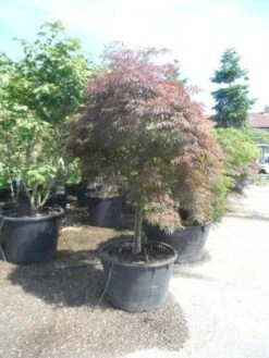 Japanse Esdoorn (Acer Palmatum 'Garnet') -OL Planten Winkel acer garnet 120 130stam extra 1