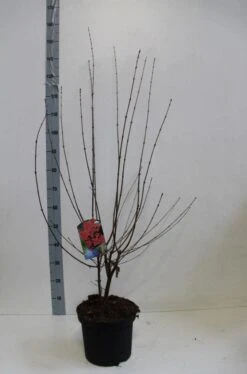 Papieresdoorn (Acer Griseum) -OL Planten Winkel acer griseum 80 100 cm co 7.5l kopie