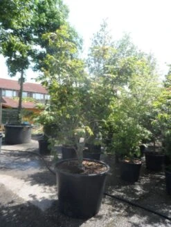 Japanse Esdoorn (Acer Japonicum 'Aconitifolium') -OL Planten Winkel acer japonicum aconitifolium 175 200 c350 1