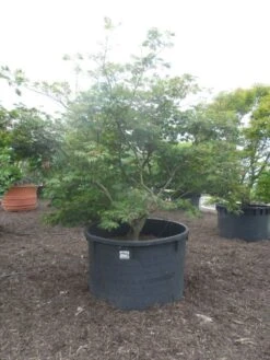 Japanse Esdoorn (Acer Japonicum 'Aconitifolium') -OL Planten Winkel acer japonicum aconitifolium 250 300 c1500 1