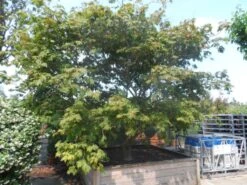 Japanse Esdoorn (Acer Japonicum 'Aconitifolium') -OL Planten Winkel acer japonicum aconitifolium solitair