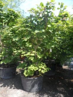 Japanse Esdoorn (Acer Japonicum 'Vitifolium') -OL Planten Winkel acer japonicum vitifolium 200 250 c240
