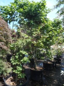 Japanse Esdoorn (Acer Japonicum 'Vitifolium') -OL Planten Winkel acer japonicum vitifolium 250 300 c130