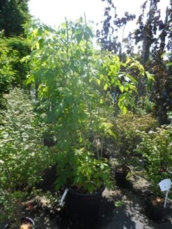 Vederesdoorn (Acer Negundo 'Kelly's Gold') -OL Planten Winkel acer negundo kelly s gold 175 200