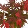 Japanse Esdoorn (Acer Palmatum 'Atropurpureum') -OL Planten Winkel acer p. atropurpureum 2 1