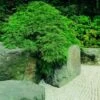 Japanse Esdoorn (Acer Palmatum 'Dissectum') -OL Planten Winkel acer p. dissectum 3 1