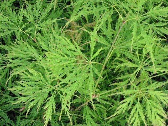 Japanse Esdoorn (Acer Palmatum 'Dissectum') 4 Japanse Esdoorn (Acer Palmatum 'Dissectum') - Afbeelding 2