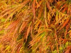 Japanse Esdoorn (Acer Palmatum 'Dissectum') -OL Planten Winkel acer p. dissectum achtergrond 2 1