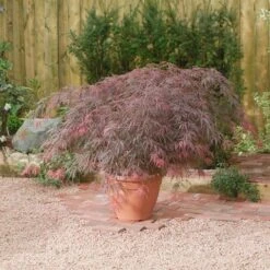 Japanse Esdoorn (Acer Palmatum 'Garnet') -OL Planten Winkel acer p. garnet2 1