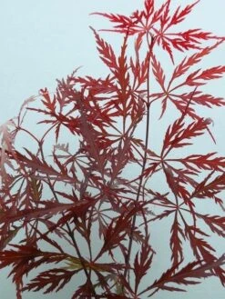 Japanse Esdoorn (Acer Palmatum 'Garnet') -OL Planten Winkel acer p. garnet 2 1