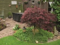Japanse Esdoorn (Acer Palmatum 'Inabe-shidare') -OL Planten Winkel acer p. inaba shidare 1 1
