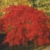 Japanse Esdoorn (Acer Palmatum 'Inabe-shidare') -OL Planten Winkel acer p. inabe shidare 2