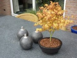 Japanse Esdoorn (Acer Palmatum 'Katsura') -OL Planten Winkel acer p. katsura 1 kopie