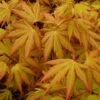 Japanse Esdoorn (Acer Palmatum 'Orange Dream') -OL Planten Winkel acer p. orange dream 1