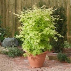 Japanse Esdoorn (Acer Palmatum 'Orange Dream') -OL Planten Winkel acer p. orange dream1 1