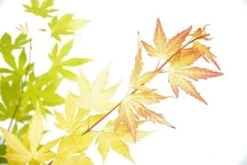 Japanse Esdoorn (Acer Palmatum 'Orange Dream') -OL Planten Winkel acer p. orange dream 3