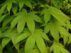 Japanse Esdoorn (Acer Palmatum 'Osakazuki') -OL Planten Winkel acer p. osakazuki 1