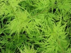 Japanse Esdoorn (Acer Palmatum 'Seiryu') -OL Planten Winkel acer p. seiryu
