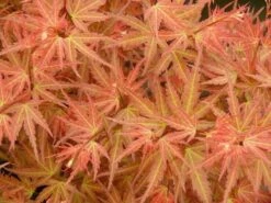 Japanse Esdoorn (Acer Palmatum 'Wilson's Pink Dwarf') -OL Planten Winkel acer p. wilsons pink dwarf 1 1