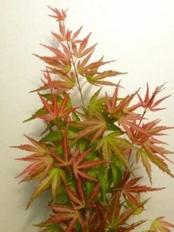 Japanse Esdoorn (Acer Palmatum 'Wilson's Pink Dwarf') -OL Planten Winkel acer p. wilsons pink dwarf 2 1