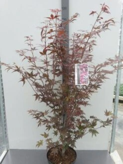 Japanse Esdoorn (Acer Palmatum 'Atropurpureum') 20 Japanse Esdoorn (Acer Palmatum 'Atropurpureum') -OL Planten Winkel acer palm. atropurpureum c10 1