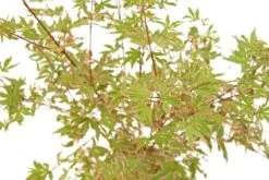Japanse Esdoorn (Acer Palmatum 'Beni-shichi-henge') -OL Planten Winkel acer palm. beni shichi henge 1