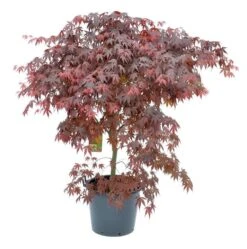 Japanse Esdoorn (Acer Palmatum 'Bloodgood') -OL Planten Winkel acer palm. bloodgood c50 1