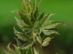 Japanse Esdoorn (Acer Palmatum 'Butterfly') -OL Planten Winkel acer palm. butterfly 1