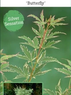 Japanse Esdoorn (Acer Palmatum 'Butterfly') -OL Planten Winkel acer palm. butterfly c3 4