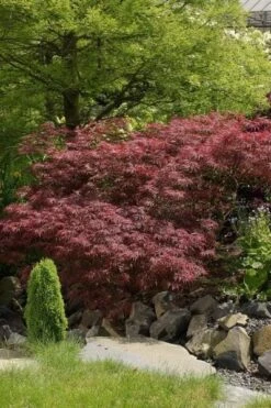 Japanse Esdoorn (Acer Palmatum 'Garnet')