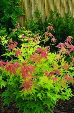 Japanse Esdoorn (Acer Palmatum 'Orange Dream') -OL Planten Winkel acer palm. orange dream 1