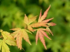 Japanse Esdoorn (Acer Palmatum 'Orange Dream') -OL Planten Winkel acer palm. orange dream 1