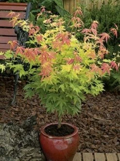 Japanse Esdoorn (Acer Palmatum 'Orange Dream') -OL Planten Winkel acer palm. orange dream 2 1