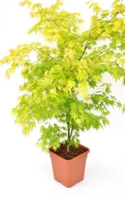 Japanse Esdoorn (Acer Palmatum 'Orange Dream') -OL Planten Winkel acer palm. orange dream c14 3 1