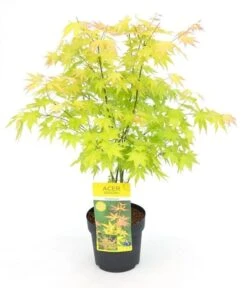 Japanse Esdoorn (Acer Palmatum 'Orange Dream') -OL Planten Winkel acer palm. orange dream c3