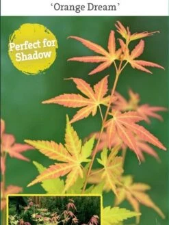 Japanse Esdoorn (Acer Palmatum 'Orange Dream') -OL Planten Winkel acer palm. orange dream c3 1