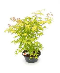 Japanse Esdoorn (Acer Palmatum 'Orange Dream') -OL Planten Winkel acer palm. orange dream p23 patio 1