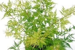 Japanse Esdoorn (Acer Palmatum 'Seiryu') -OL Planten Winkel acer palm. seiryu