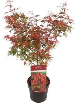 Japanse Esdoorn (Acer Palmatum 'Shaina') -OL Planten Winkel acer palm. shaina c3