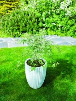 Japanse Esdoorn (Acer Palmatum 'Ukigumo') 13 Japanse Esdoorn (Acer Palmatum 'Ukigumo') -OL Planten Winkel acer palm. ukigumo