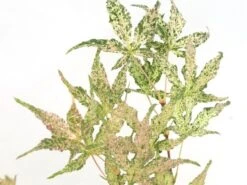 Japanse Esdoorn (Acer Palmatum 'Ukigumo') 11 Japanse Esdoorn (Acer Palmatum 'Ukigumo') -OL Planten Winkel acer palm. ukigumo 1