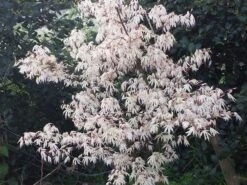 Japanse Esdoorn (Acer Palmatum 'Ukigumo') 12 Japanse Esdoorn (Acer Palmatum 'Ukigumo') -OL Planten Winkel acer palm. ukigumo 2