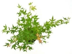 Japanse Esdoorn (Acer Palmatum 'Wilson's Pink Dwarf') -OL Planten Winkel acer palm. wilson pink dwarf c3 3 1