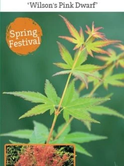 Japanse Esdoorn (Acer Palmatum 'Wilson's Pink Dwarf') -OL Planten Winkel acer palm. wilson s pink dwarf c3 1 1